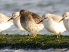 Purple Sandpiper at Southend Seafront (Steve Arlow) (87843 bytes)